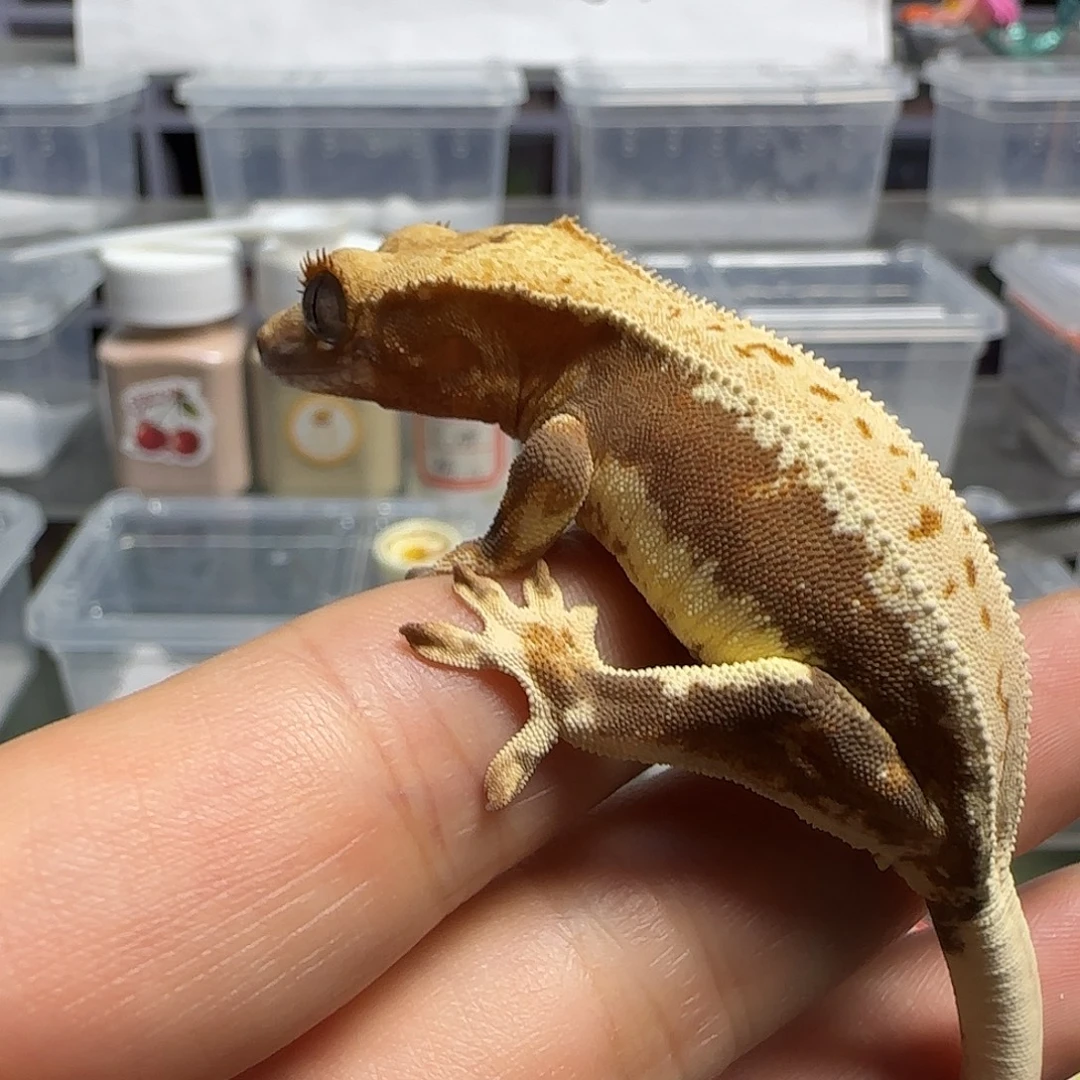 钞***！睫角守宫莉莉白睫角小亚