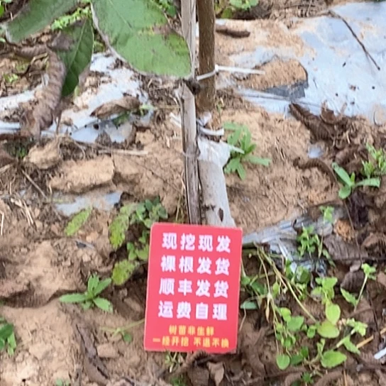 贝***子文玩核桃吊坠文山两颗