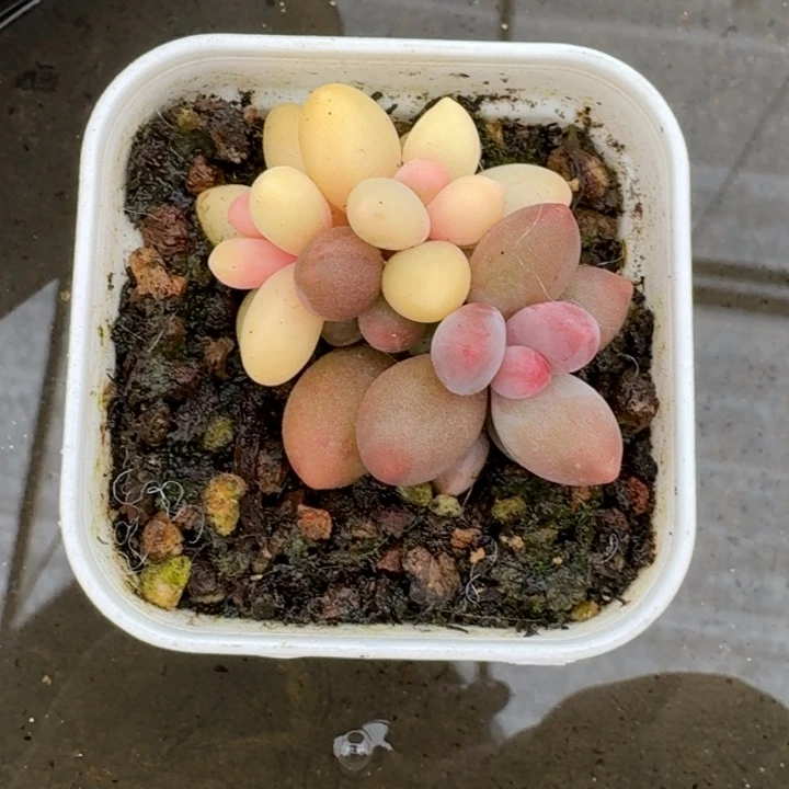 糖果美人一物一拍