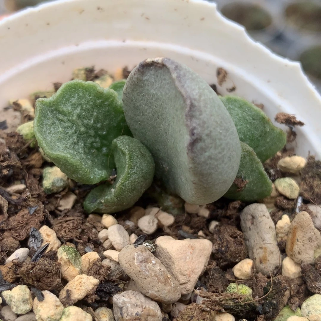 青瓷 一物一拍包邮