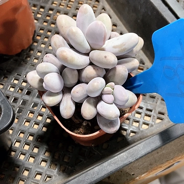 懒***～多肉植物原始奶789