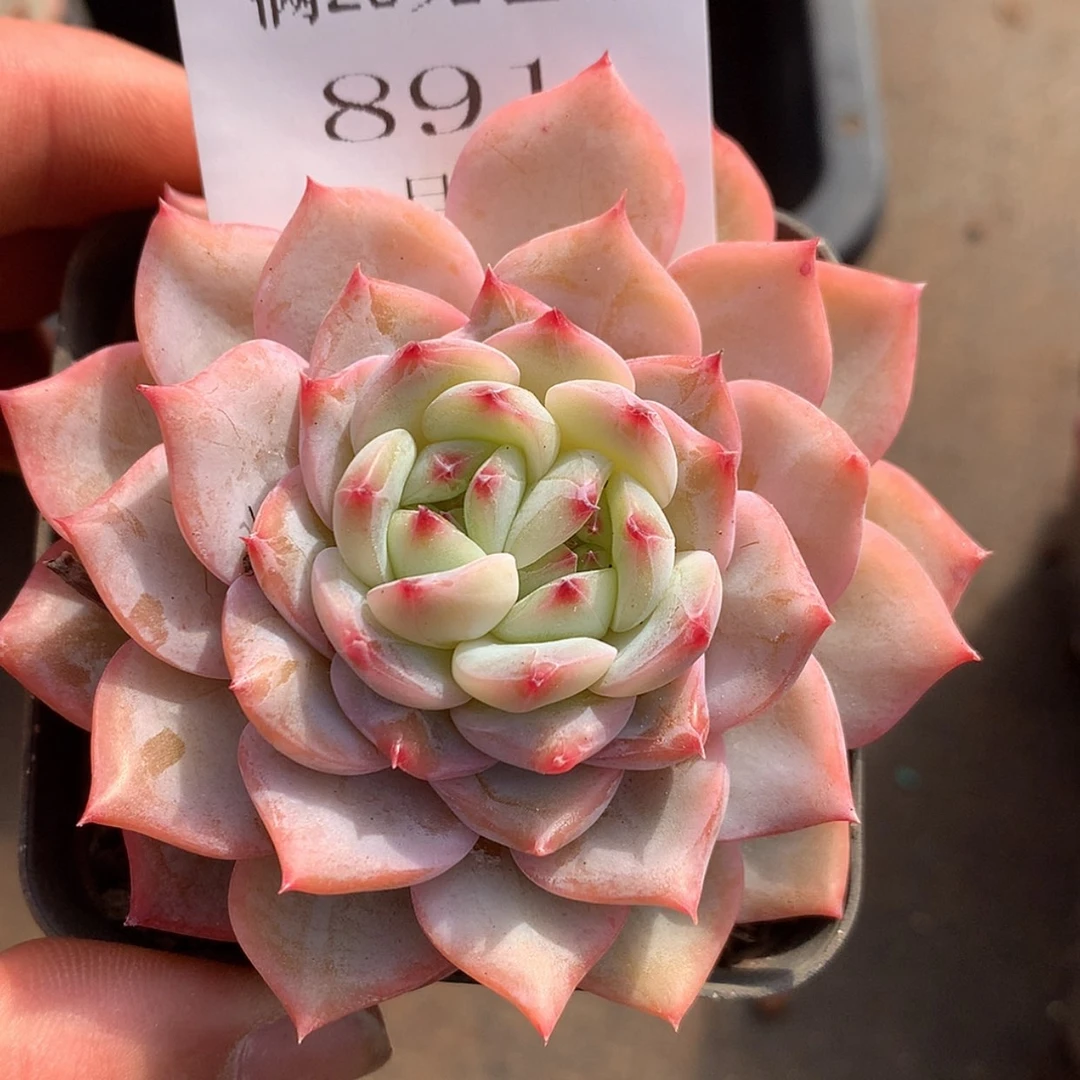 【闪购商品】云891号线