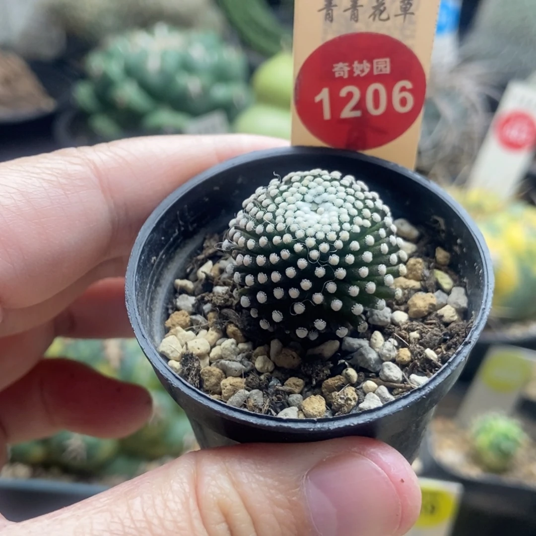 萝卜根松针牡丹2.4cm