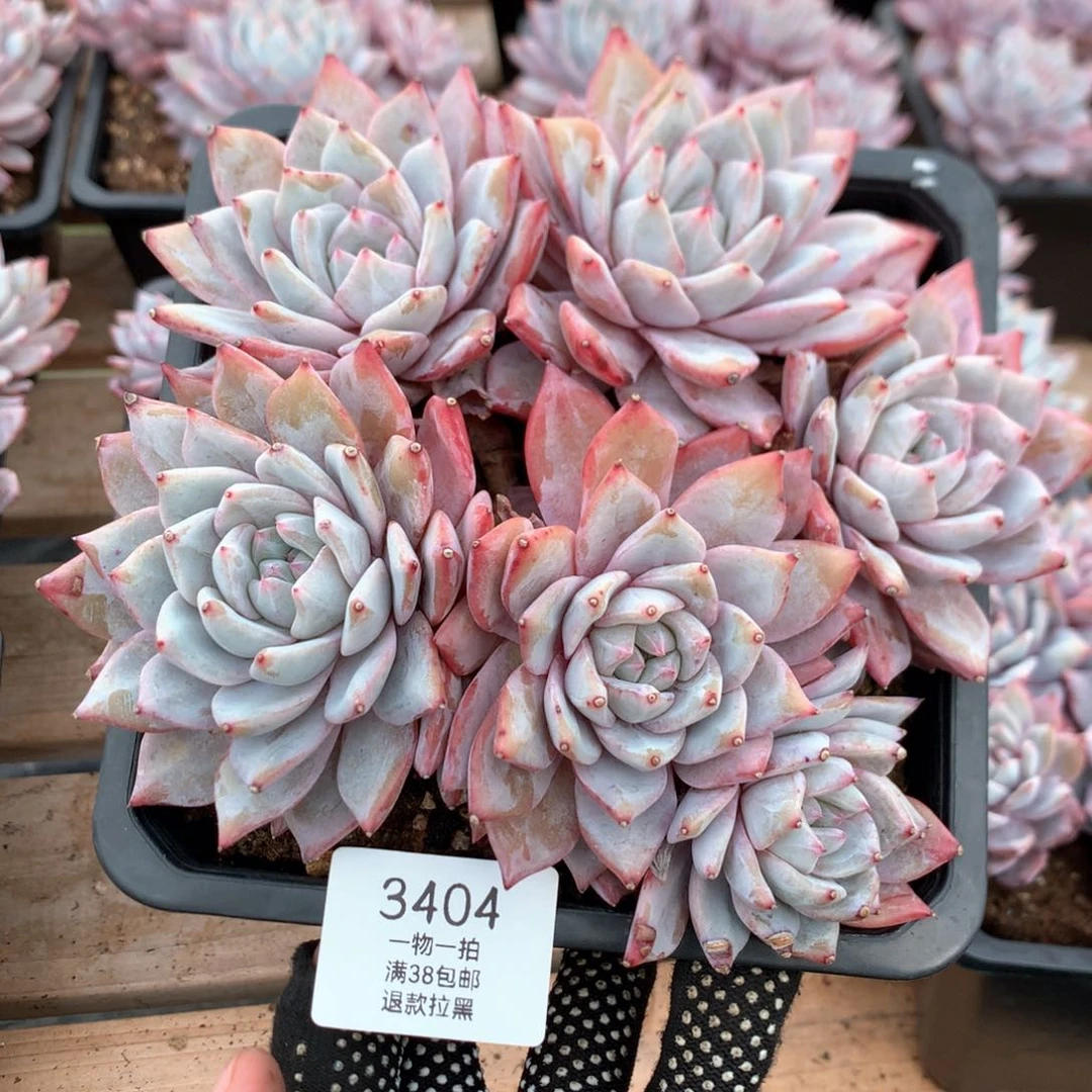 18厘米六头粉蓝鸟有砍3404