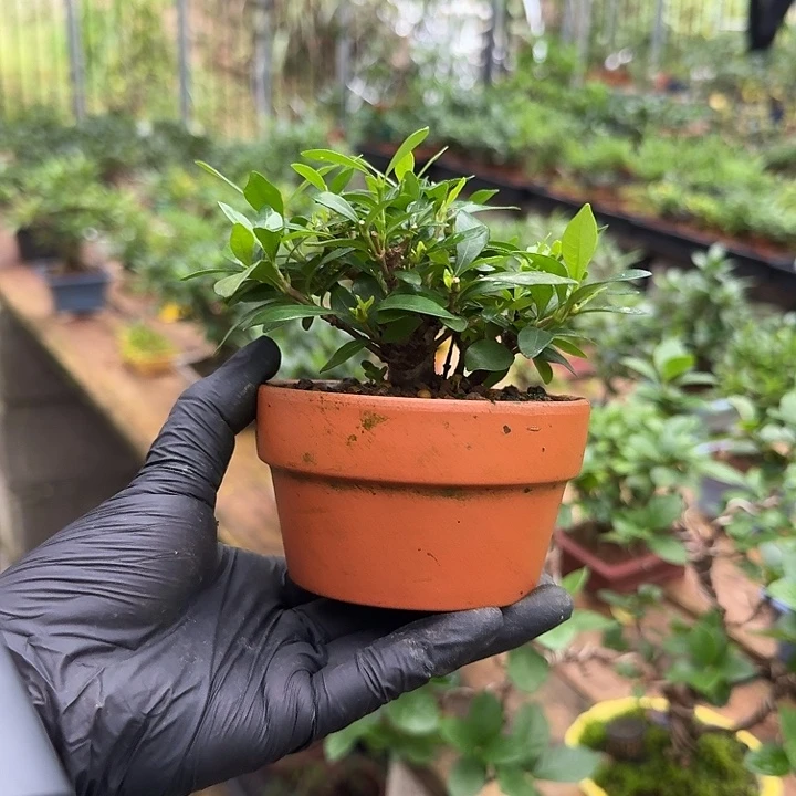 完全开放茶台小品栀子花