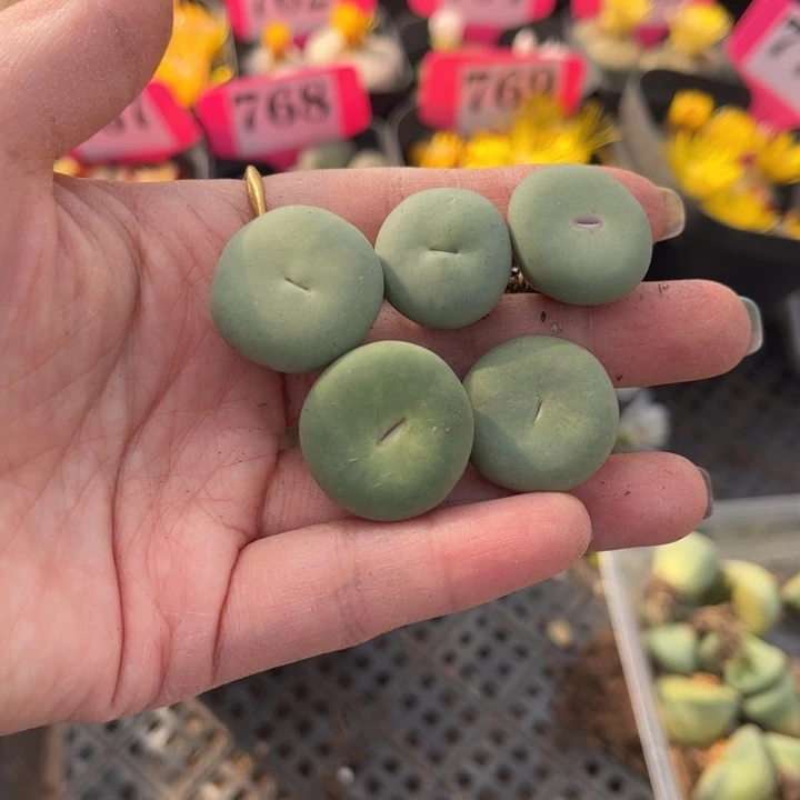 五颗小红嘴8888888888