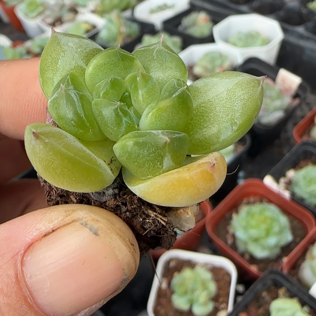 小卡拉米糖心一物一拍