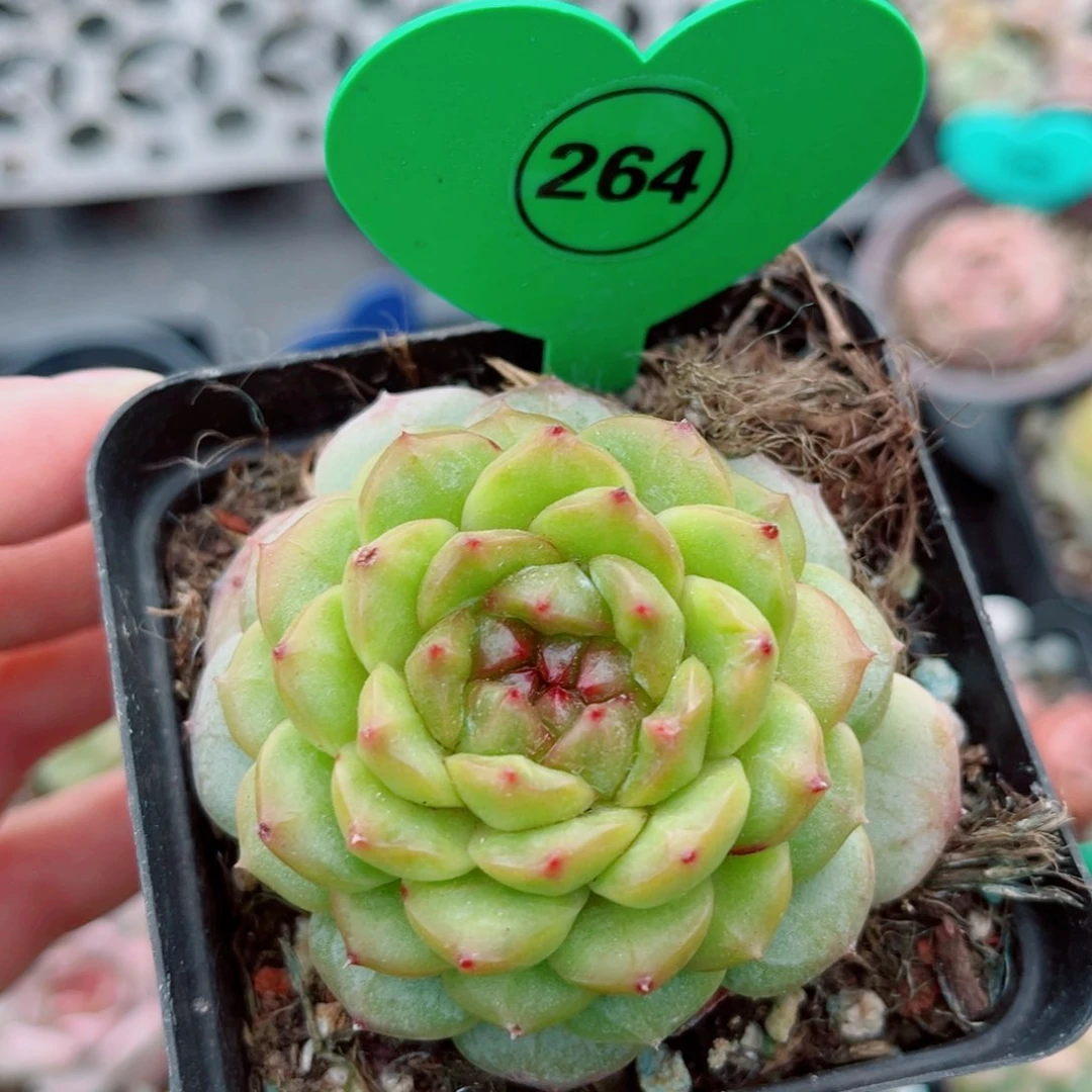 风靡园艺新品珍妮单头