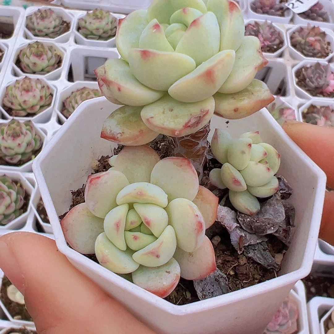 老桩香草19包邮多肉