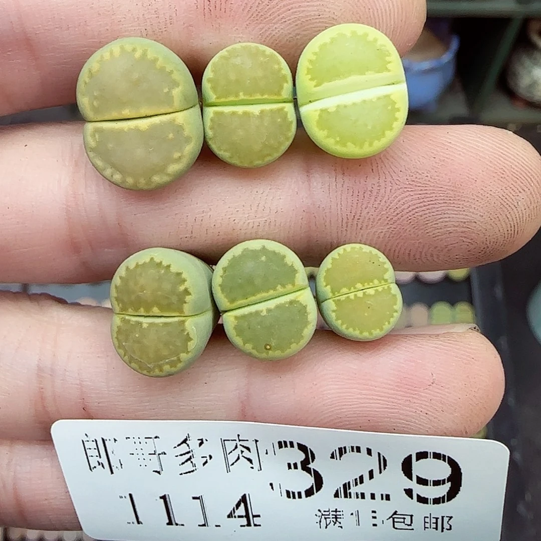 *****满满18包邮1114-329