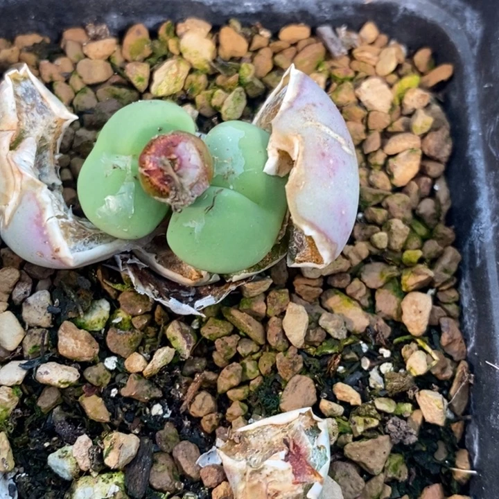 吾****⁷2237一颗一颗一颗