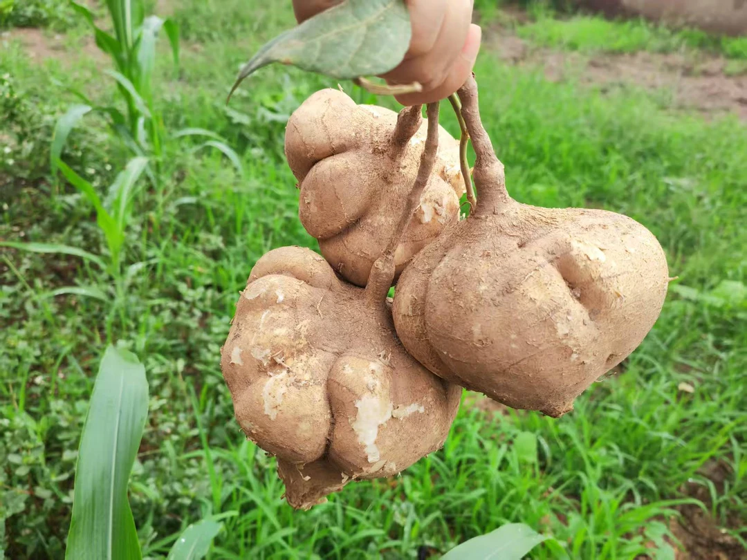 （游书记助农）重庆农家自种现挖地瓜凉薯脆甜多汁