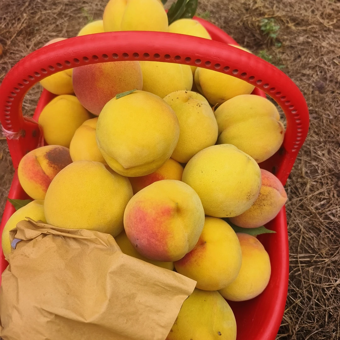黄桃软糯香甜多汁顺丰包邮8斤装大果