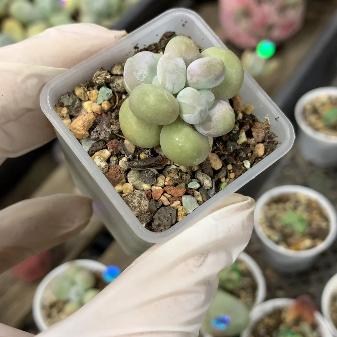 黄金奶酪多肉 双头