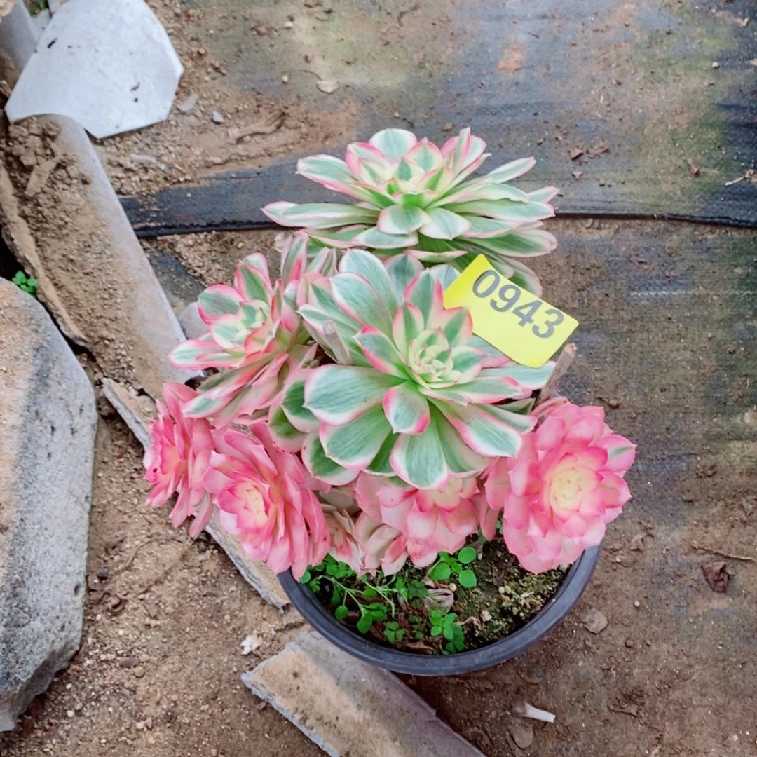 变异小倾城多肉943