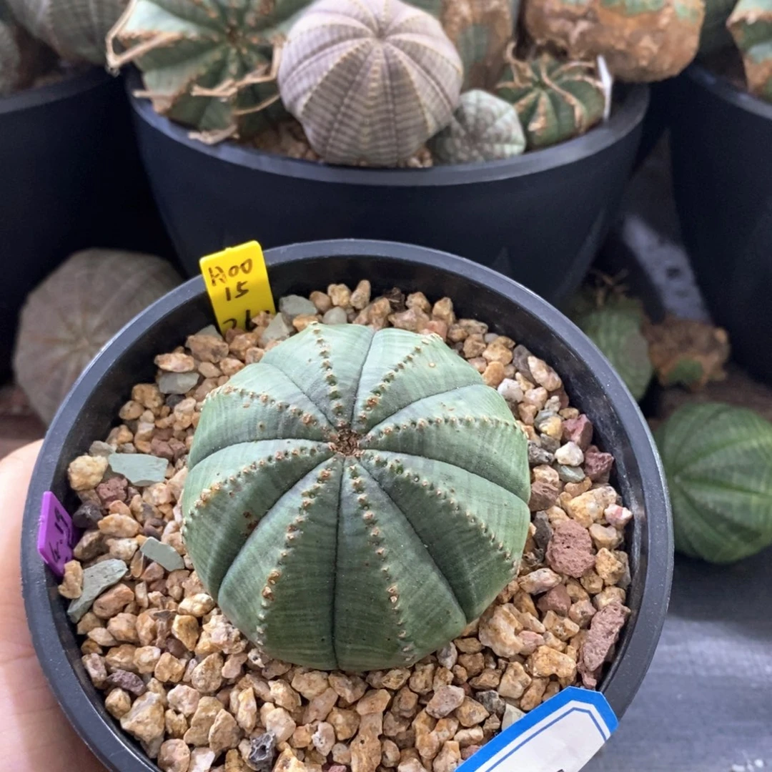 10欧系实生布纹球 一物一拍