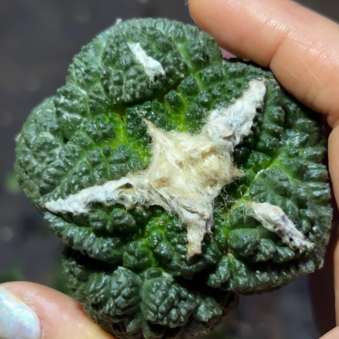 653 仙人球的比赛将于