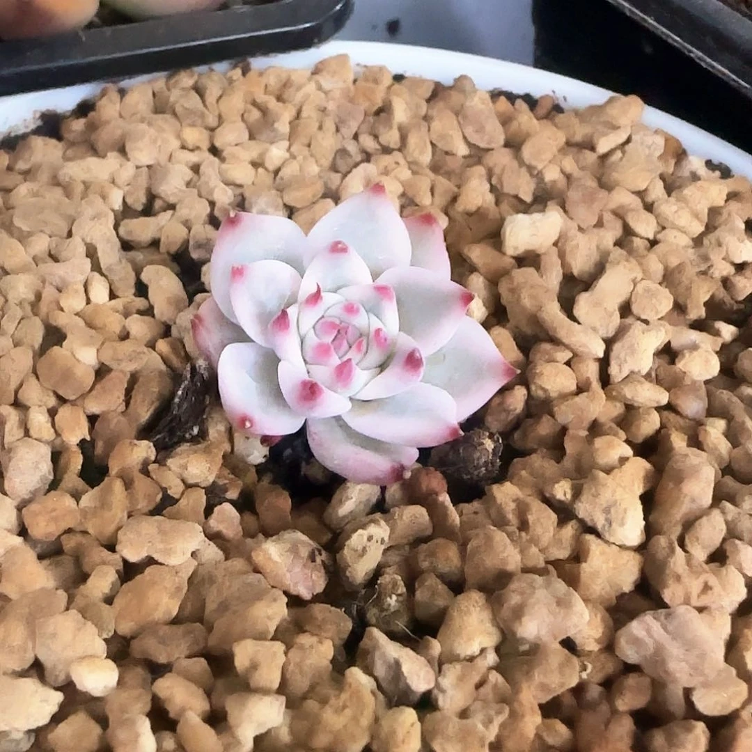 吉娃娃锦小肉植物