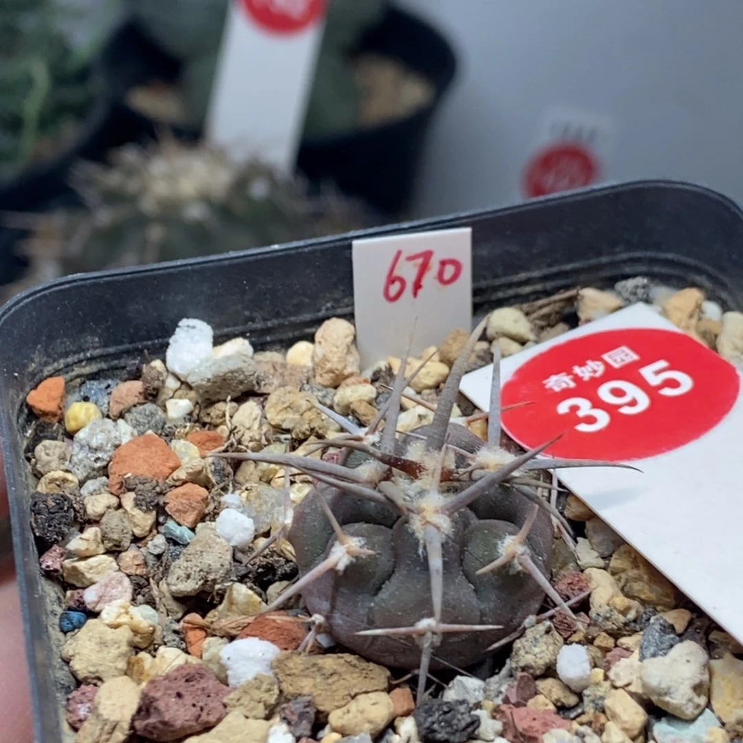 喔***哟实生豪刺守金摩天龙