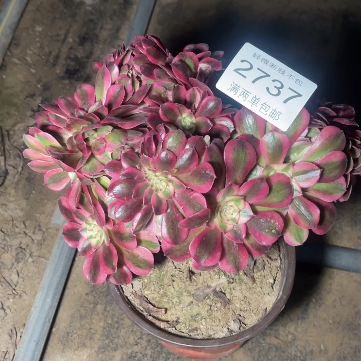 2737倾城缀的的的