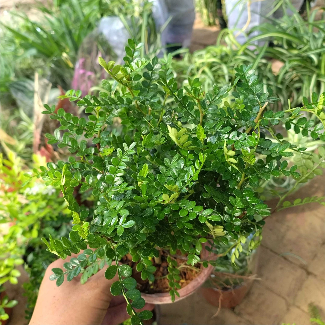 清香木盆栽四季常青迷迭香好养可驱蚊净化空气吸甲醛室内绿植