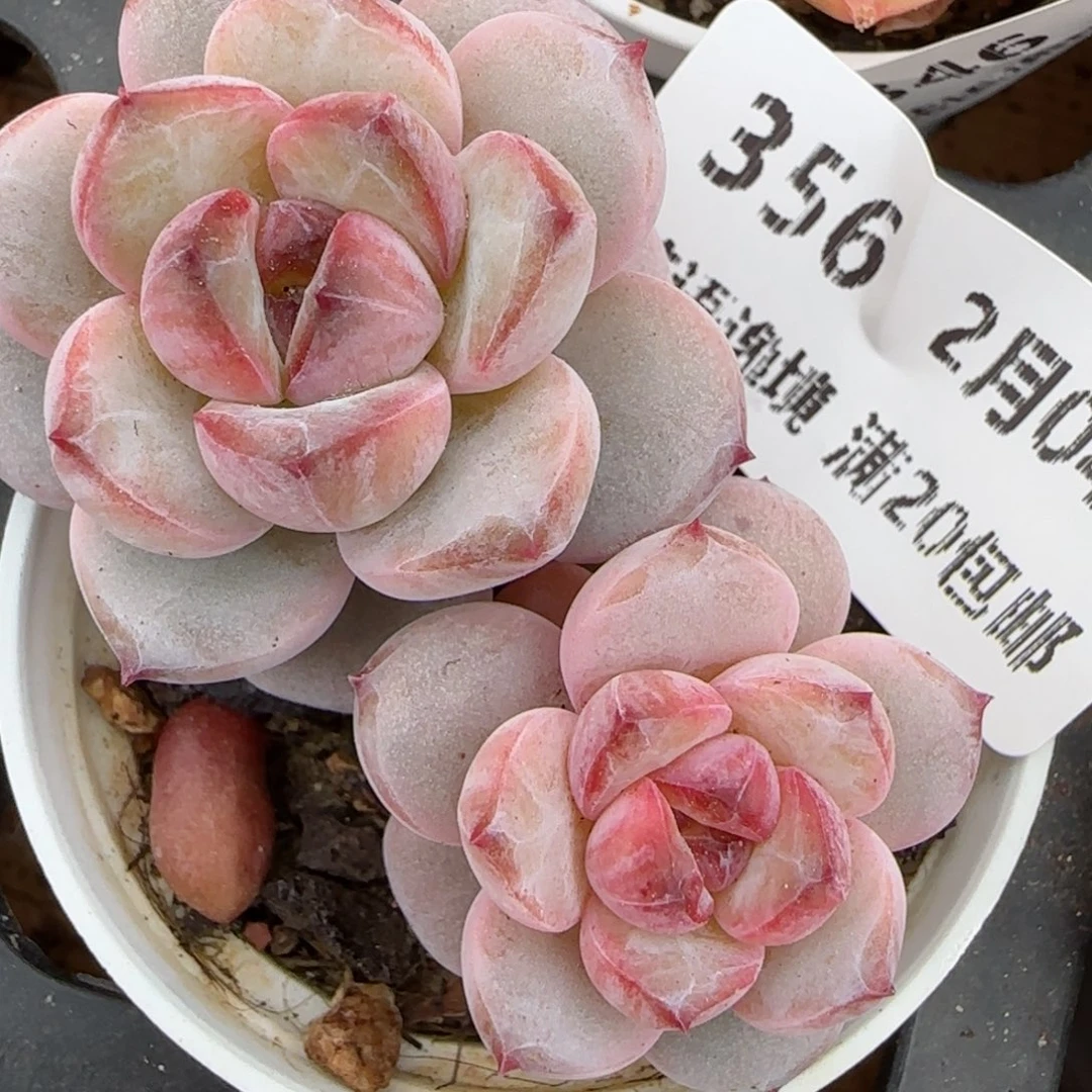 花语逸镜0204-356