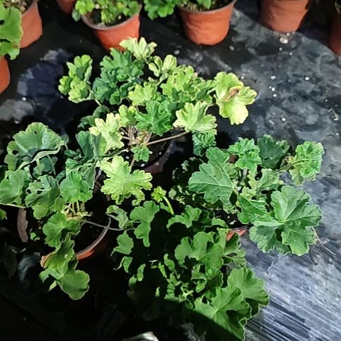 无花朵星系，爱娃，月光，法莱杰