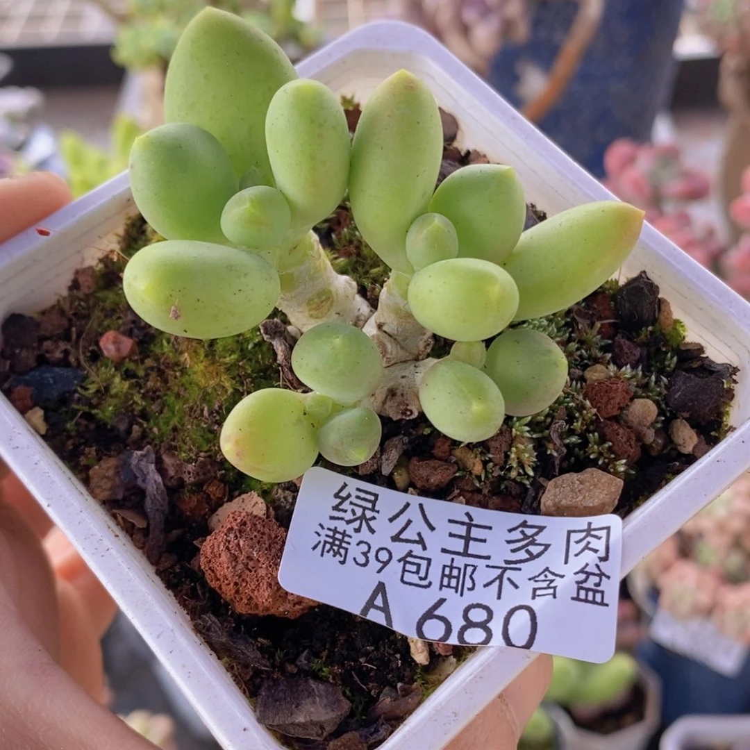 芒果奶5cm680多肉植物