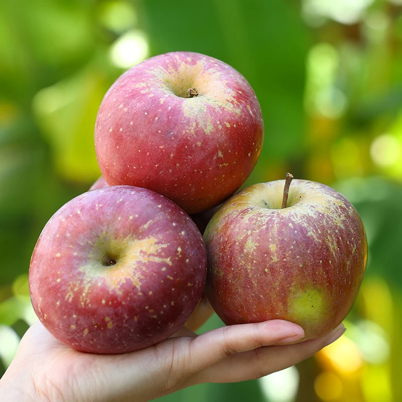 【自然搭档】高原红富士苹果山地丑苹果4.5斤/8.5斤新鲜水果 多仓发