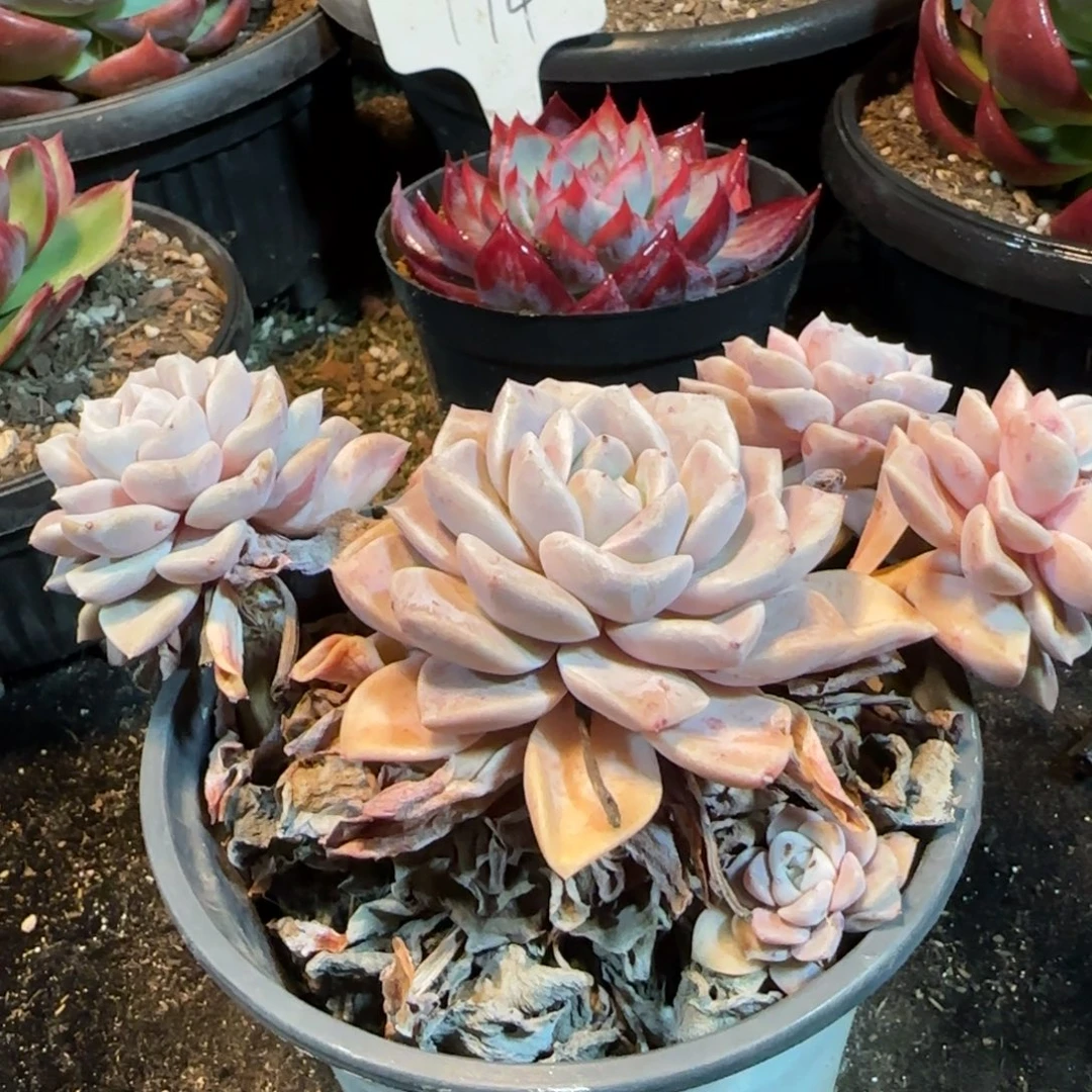 三色诺马一物一拍包装收缩花旱