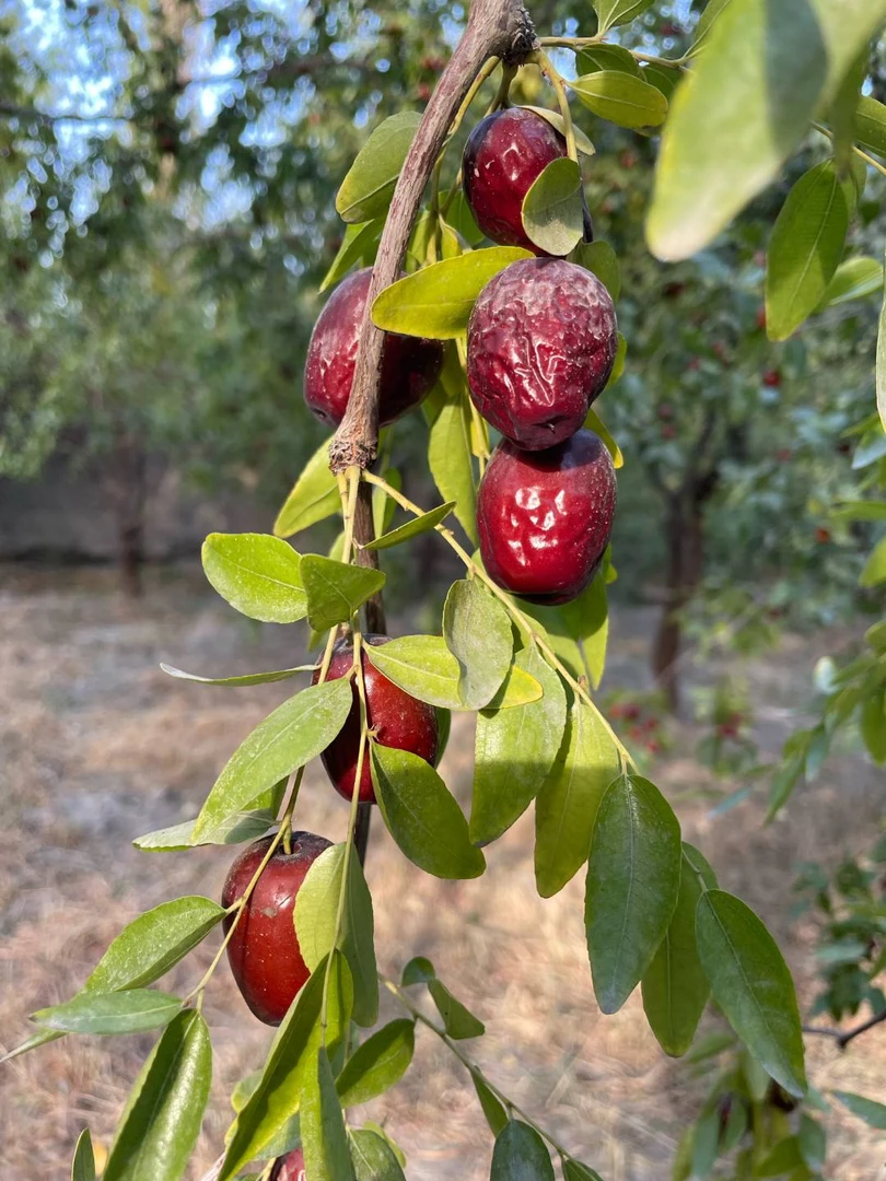 新疆直发2025新疆红枣若羌灰枣一品软糯香甜肉厚核小树上自然风干