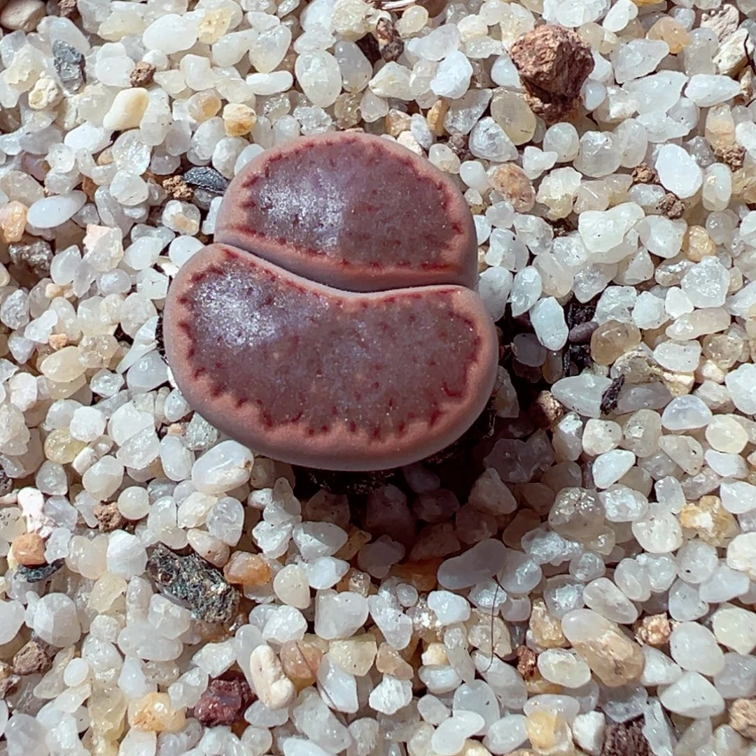 1104-312多肉多肉巴里变异