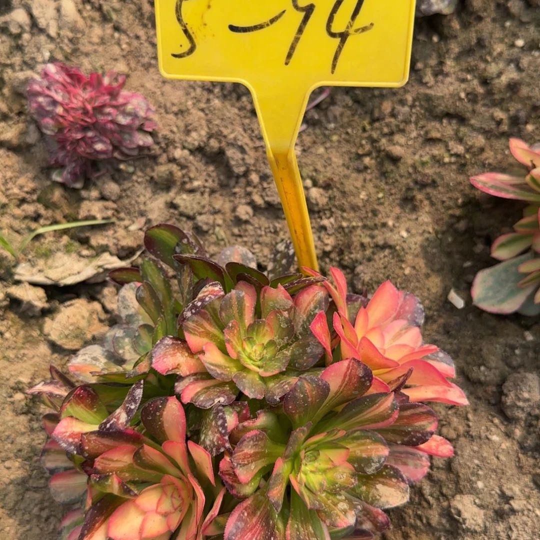 5-94--多头多肉植物