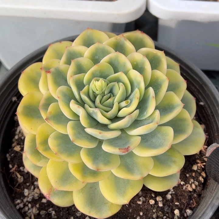 无名锦一物一拍锦龙