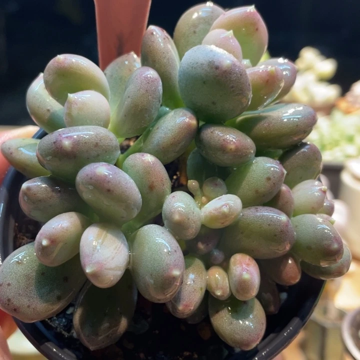 加菲猫杂锦509号得多肉吧