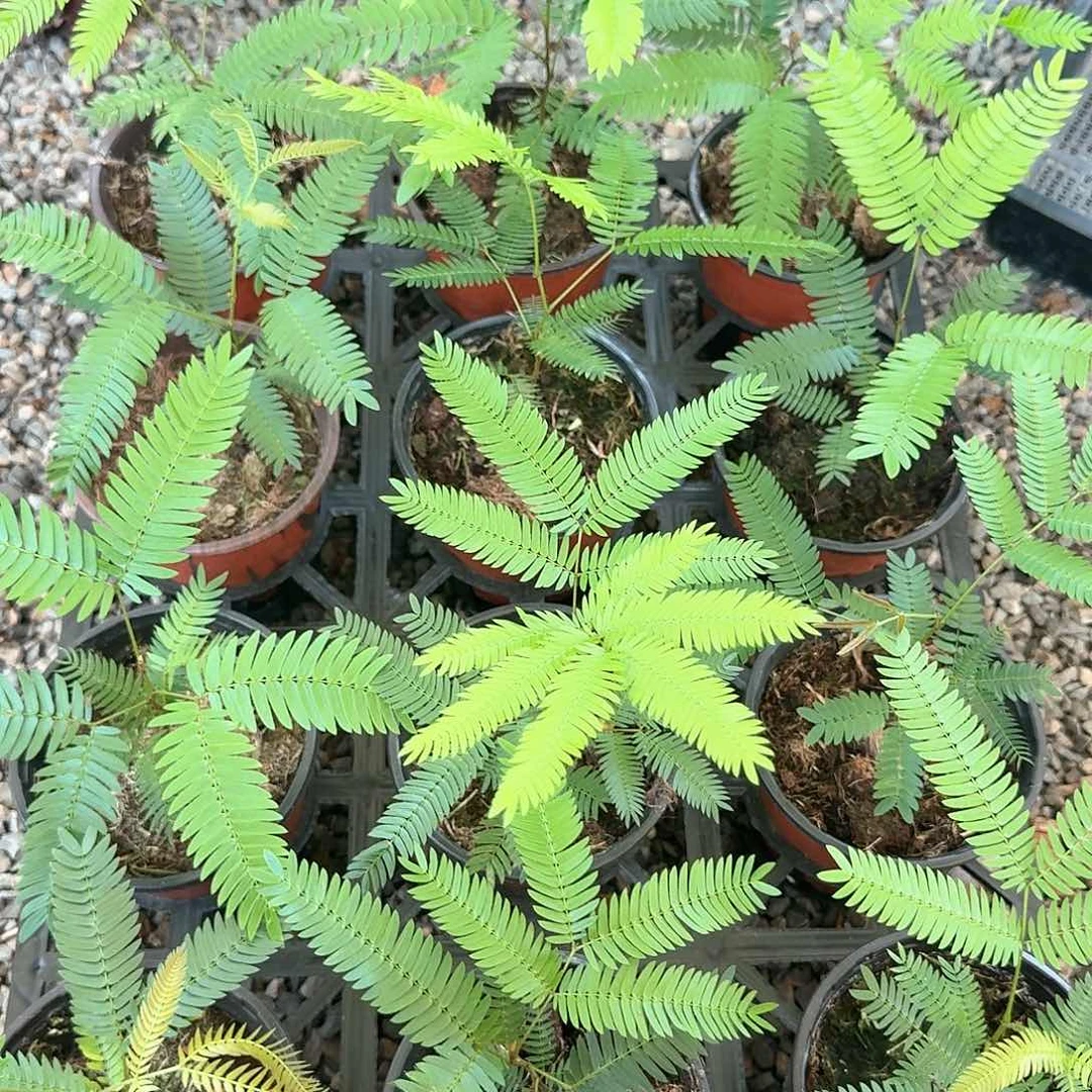 无花朵猴子不售后随机发货