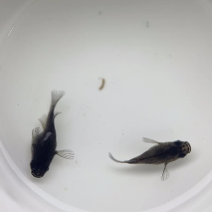海水鱼大蛇球球你26号
