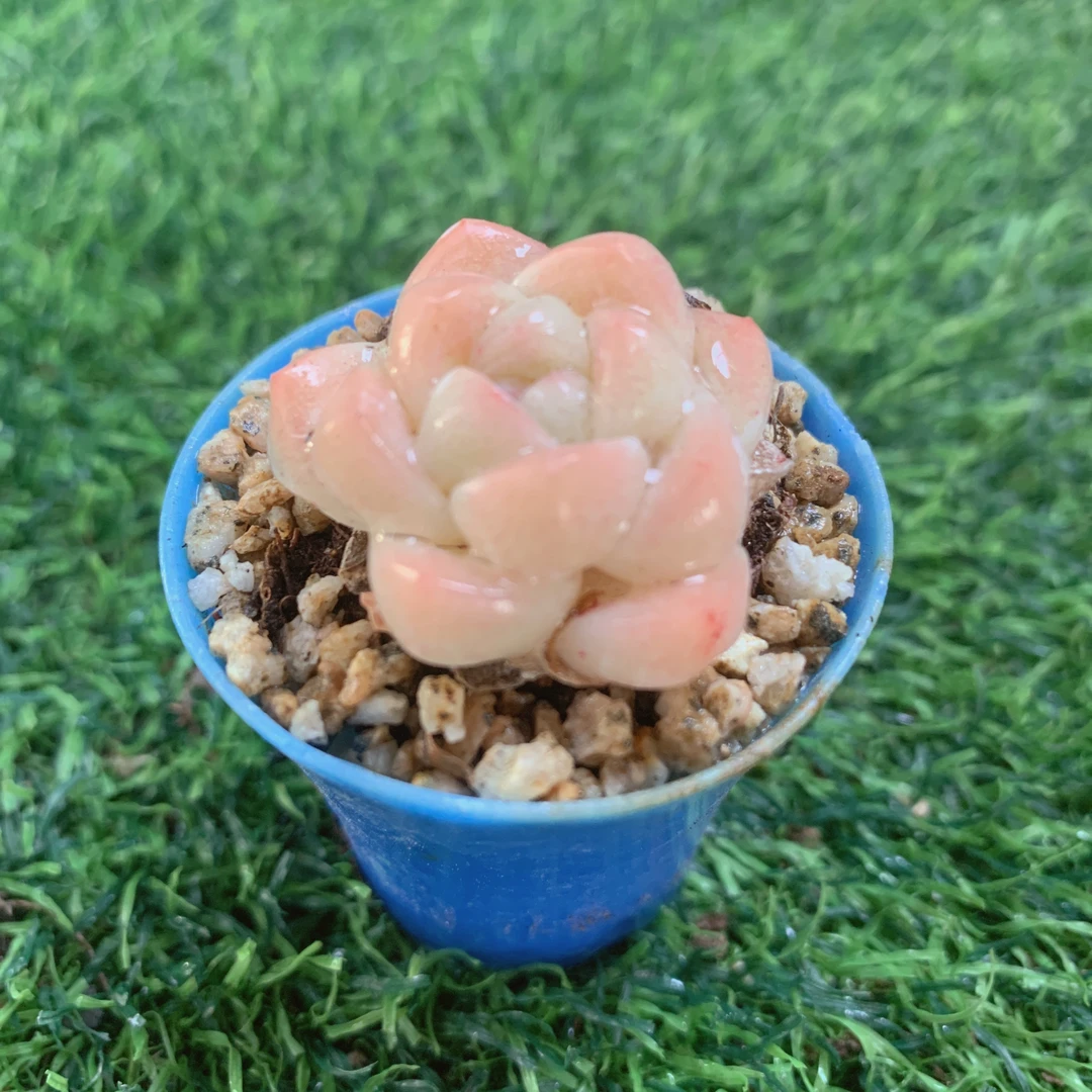 拇指冰玉多肉精品多肉植物盆栽阳台花卉好养一单包邮