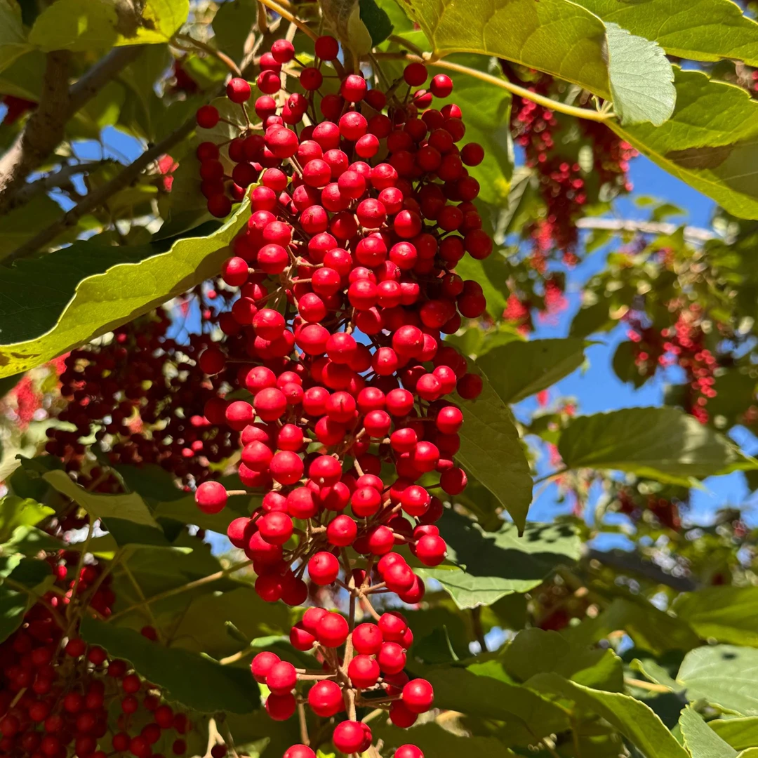 【桐子哥】红玉山桐子公树授粉组培穴盘苗根系发达四季可种工厂直发