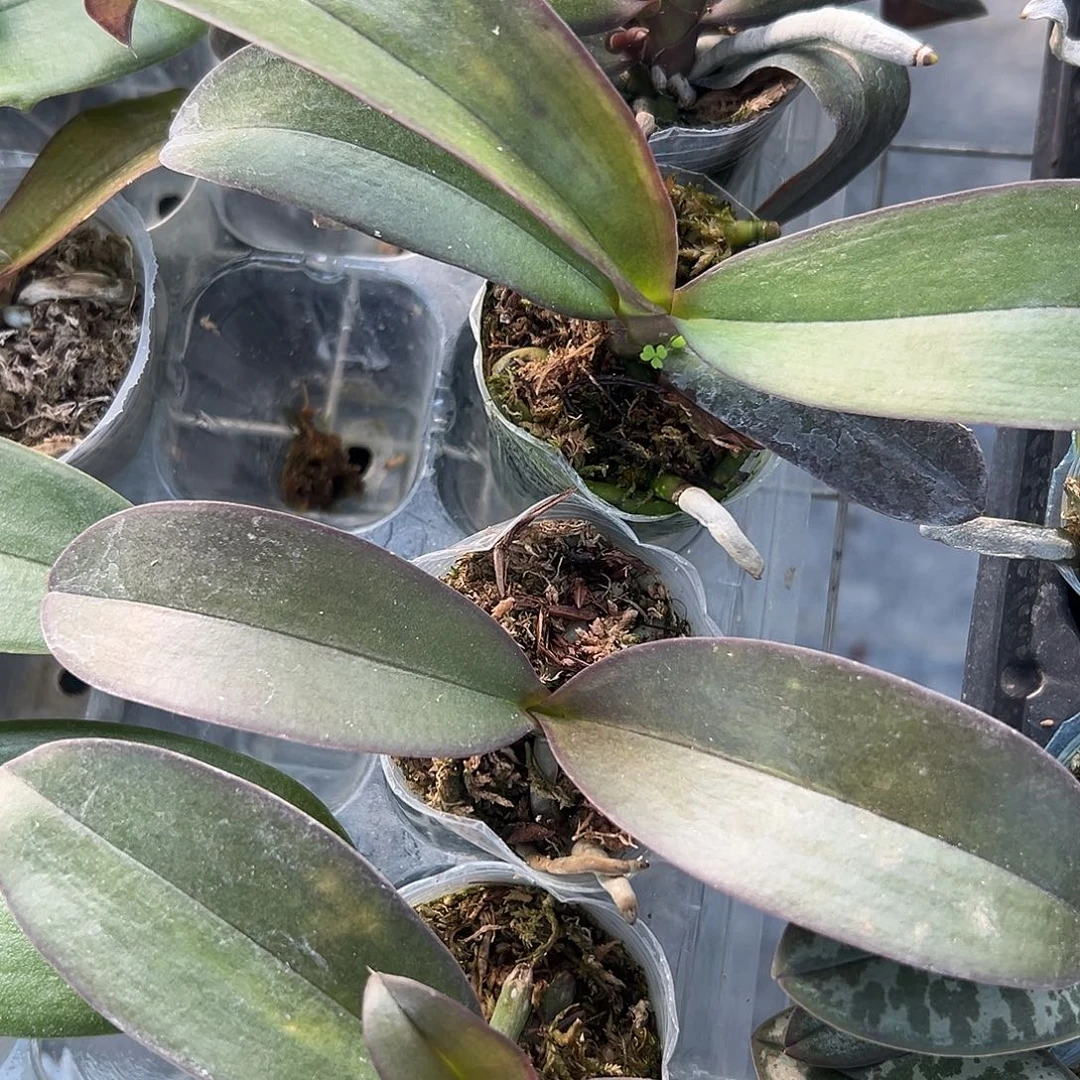当前无花栽培后可以开花佛陀1.7苗根少