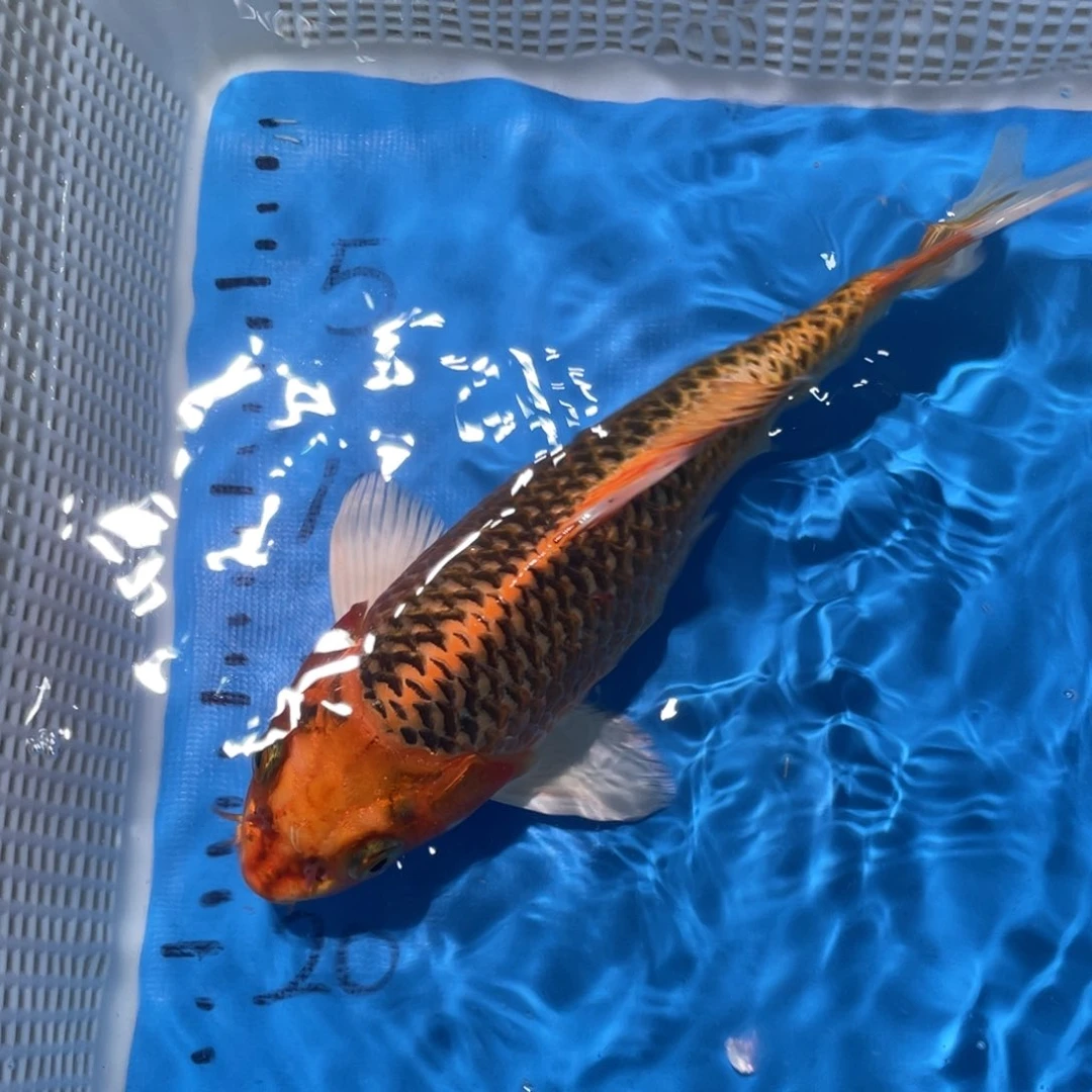 锦鲤锦鲤包邮包售后