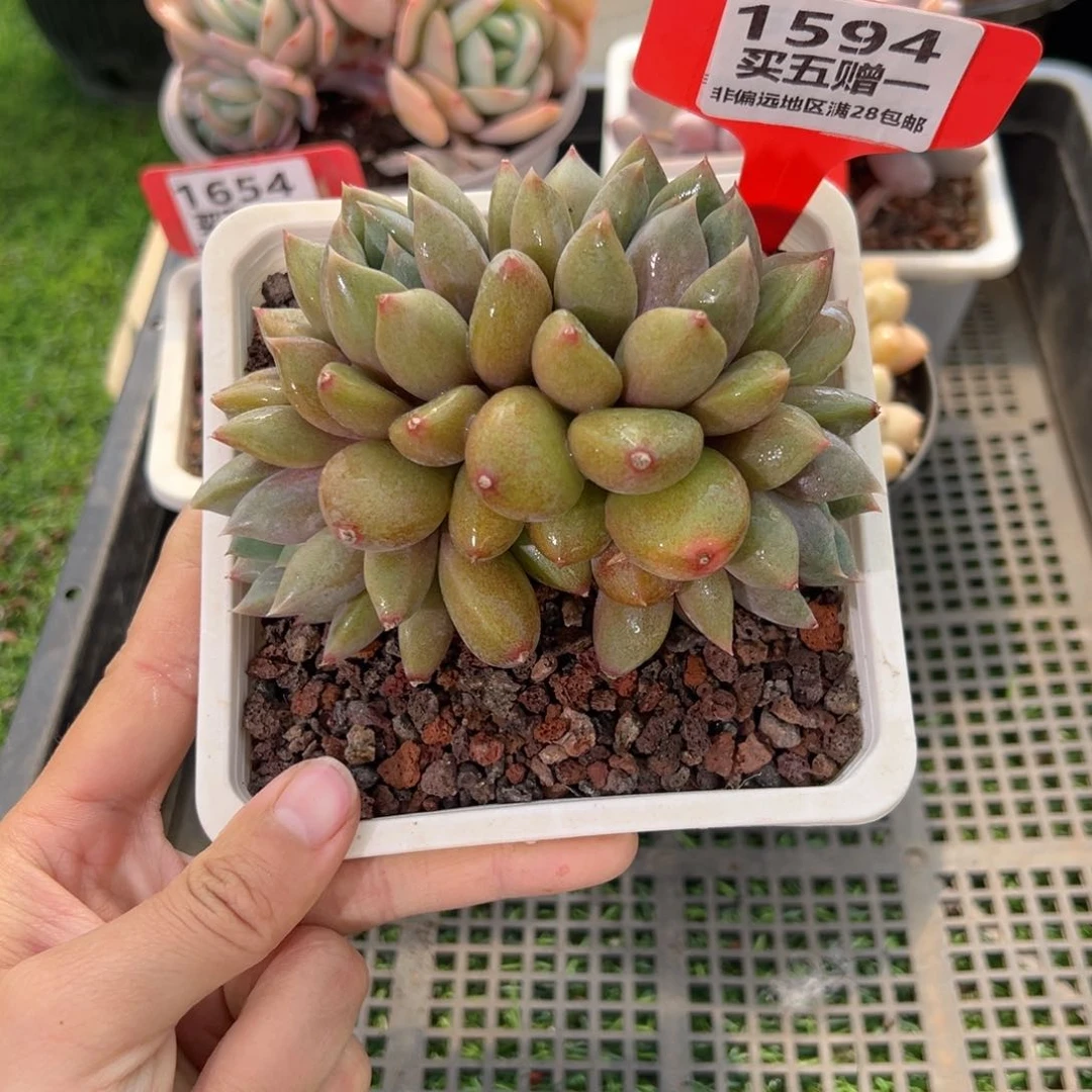 表妹精品多肉1594.