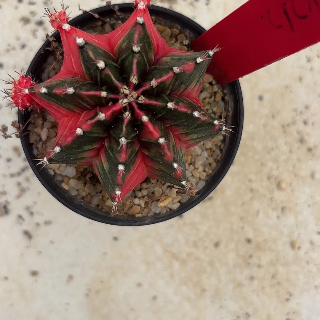 262-0908泰国发货多肉