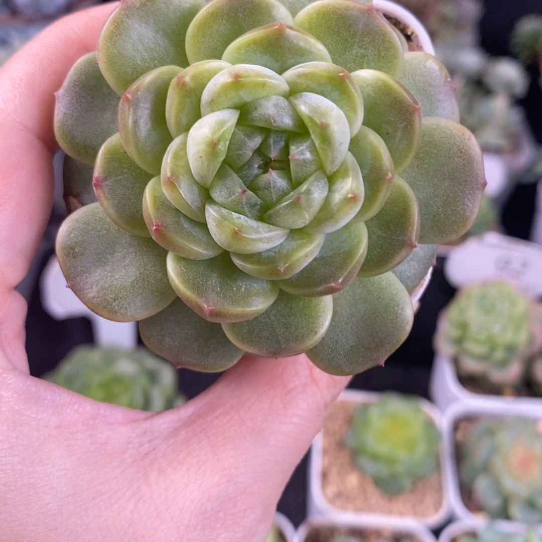 冰心花朵珍妮单头94号