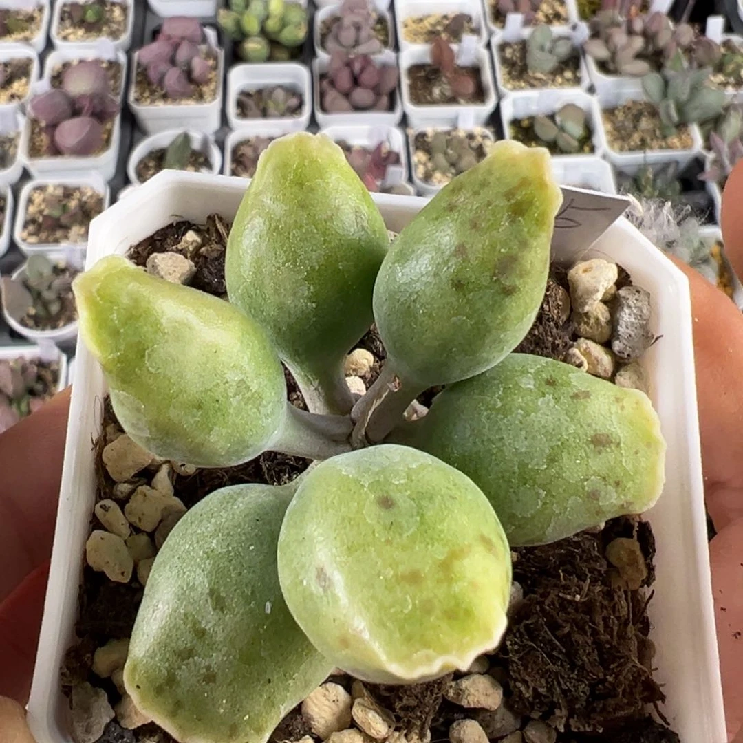 老桩黄金海豹多肉植物水泡