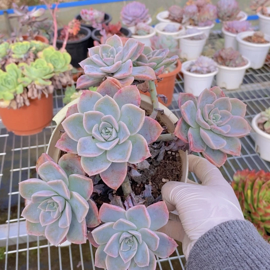 8057哈利沃森一物一拍