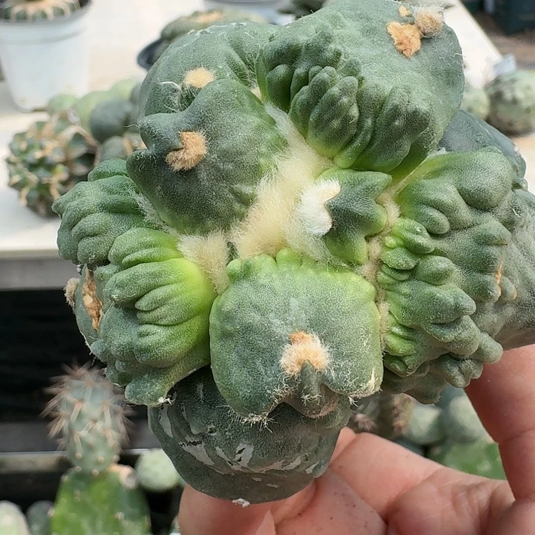 【闪购商品】无花朵汇**浦怒涛342
