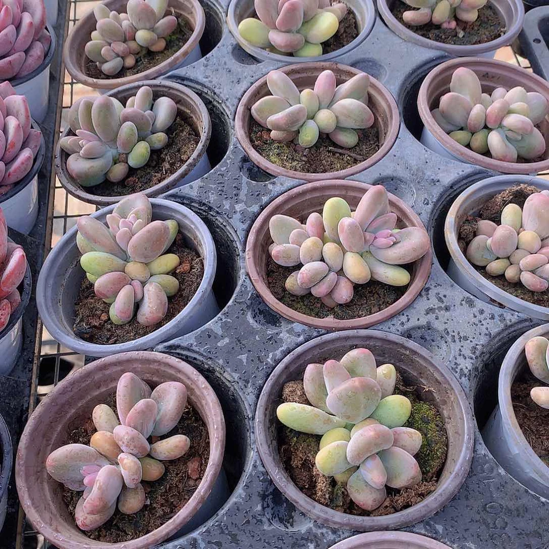 芒果奶24567889900000