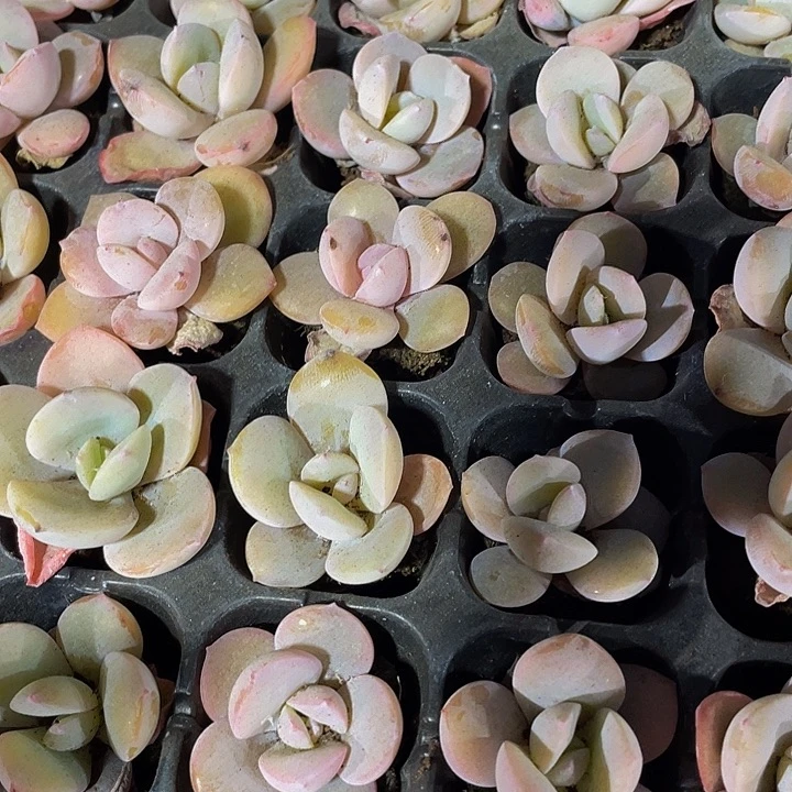 小奶茶1元带土发