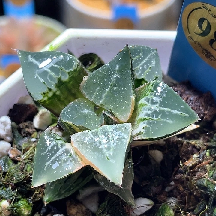 988酒吞锦特选福利